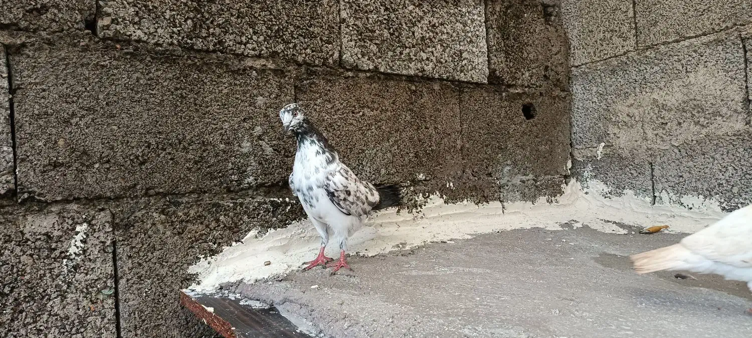 کبوتر جوان|پرنده|رشت, شهرک احمد خمینی|دیوار