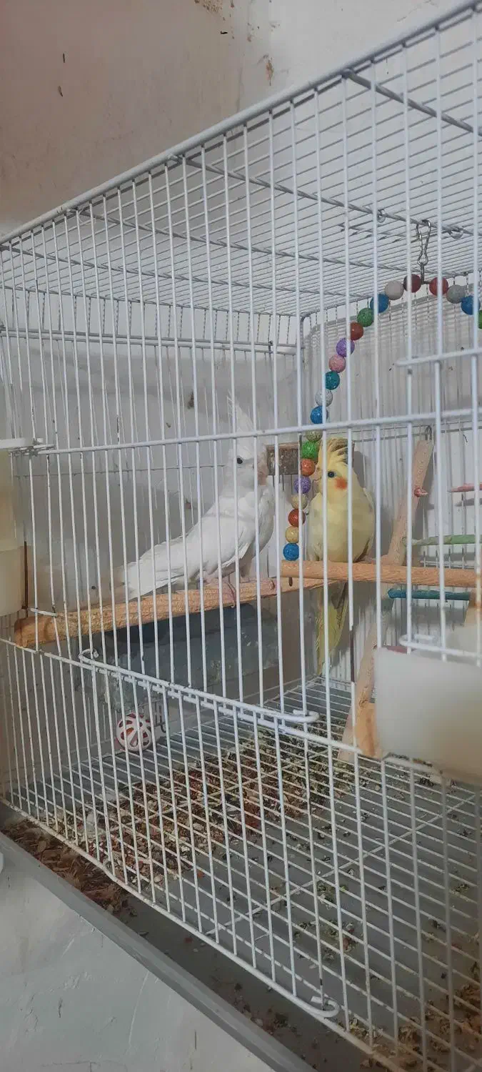 عروس هلندی مولد با قفس و وسایل|پرنده|زاهدان, |دیوار