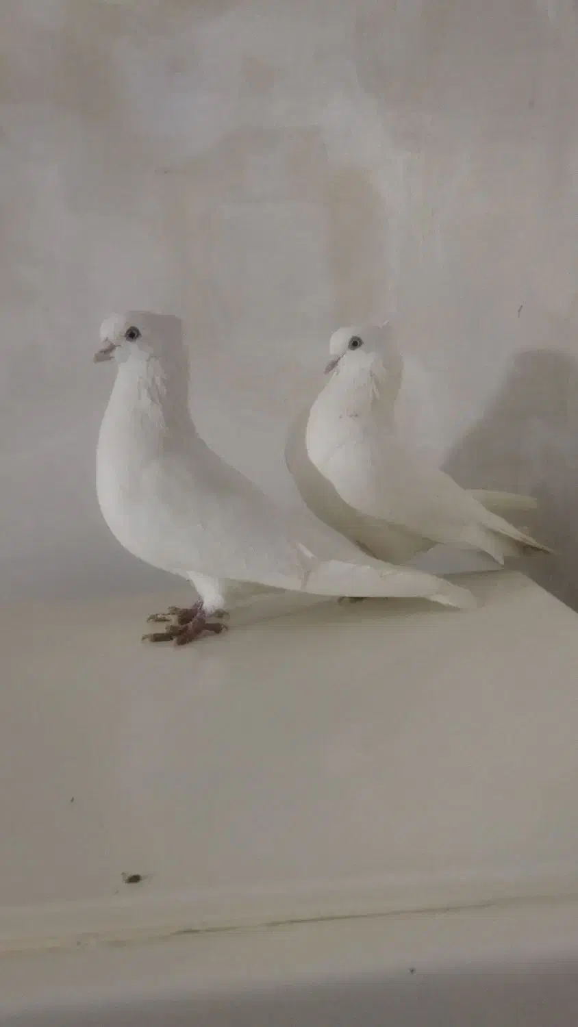 کبوتر درجه یک|پرنده|تهران, بریانک|دیوار