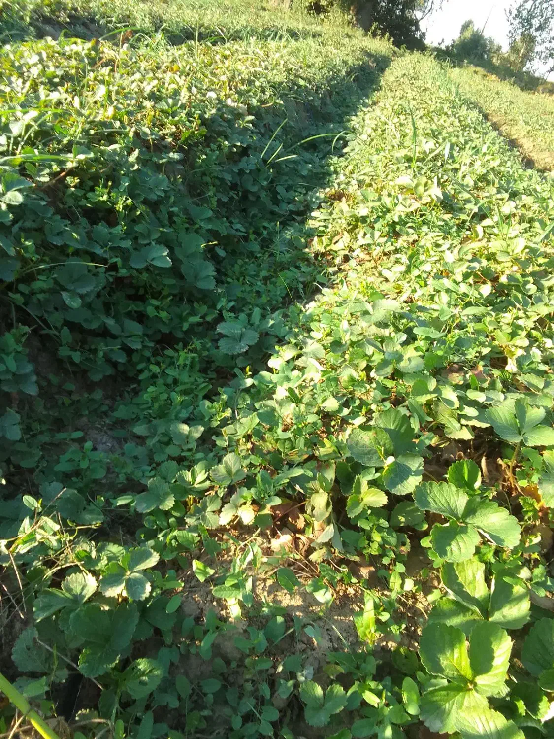 نهال توت فرنگی سابرینا|گل و گیاه طبیعی|خان ببین, |دیوار