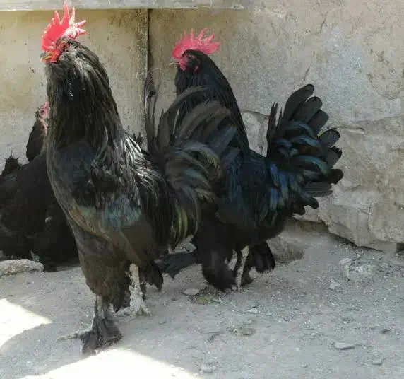 تعدادی مرغ تخم گذار  و خروس مرندی نژاد دار. فروشی|حیوانات مزرعه|اسلامیه, |دیوار