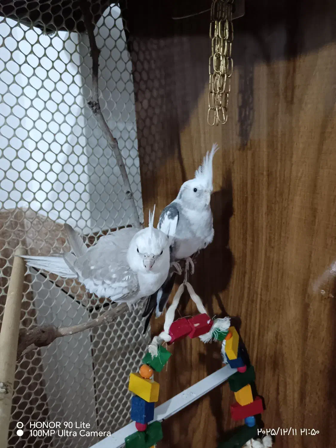 عروسی هلندی جفت تخمگذار|پرنده|کلاله, |دیوار