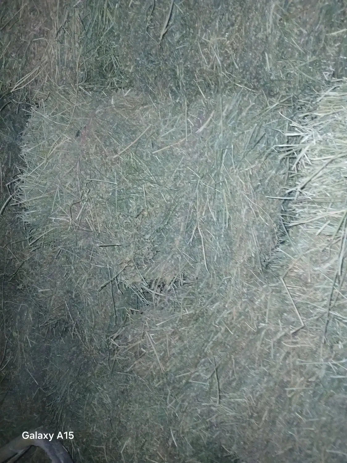 یونجه درجه یک انباری|حیوانات مزرعه|دشتابی, |دیوار