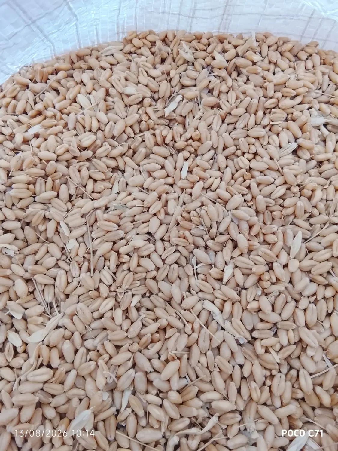 گندم|عمده‌فروشی|چهاردانگه (تهران), |دیوار