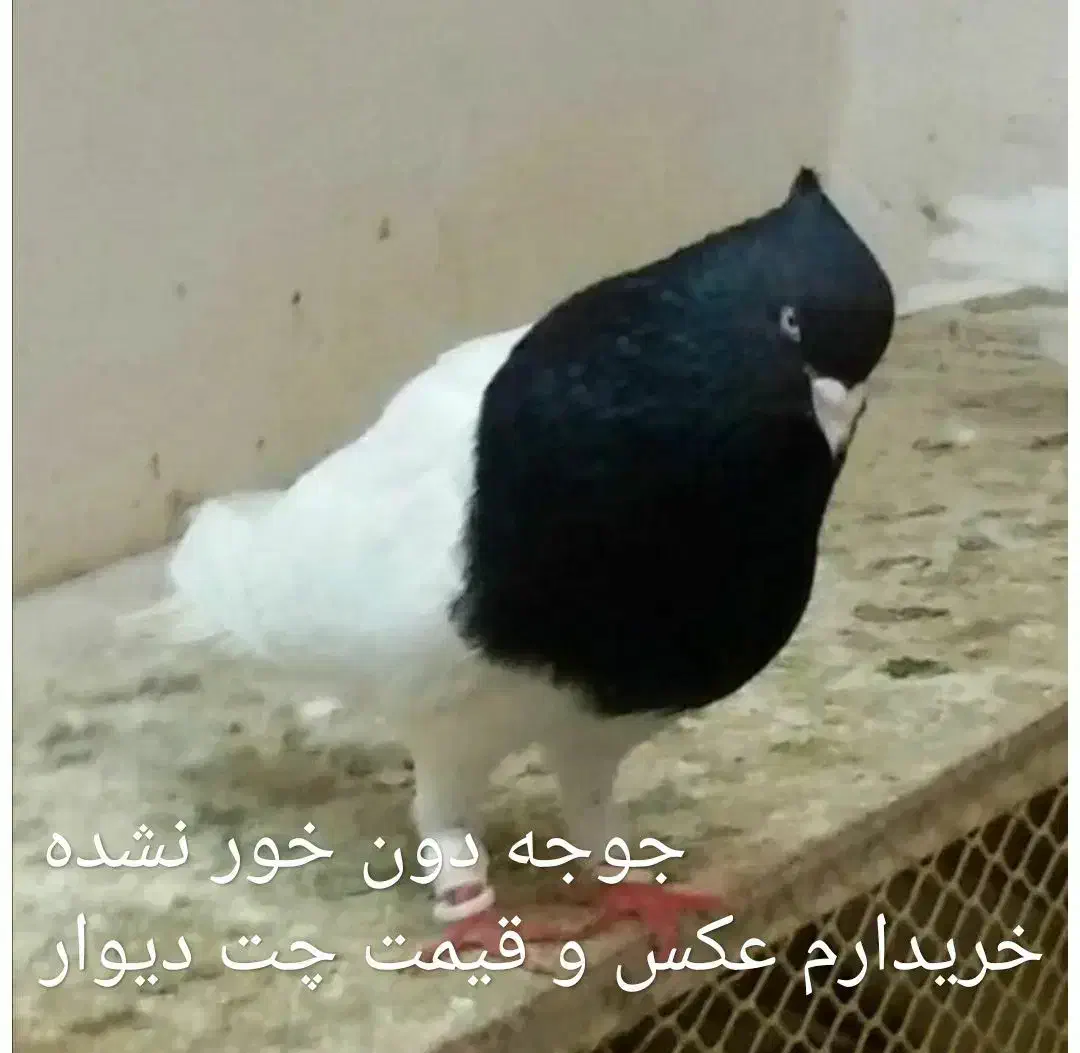 کبوتر کله سیاه|پرنده|فسا, |دیوار