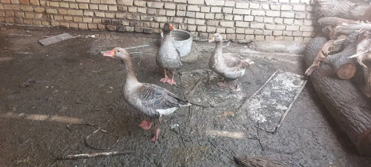 غاز|حیوانات مزرعه|باوی, |دیوار