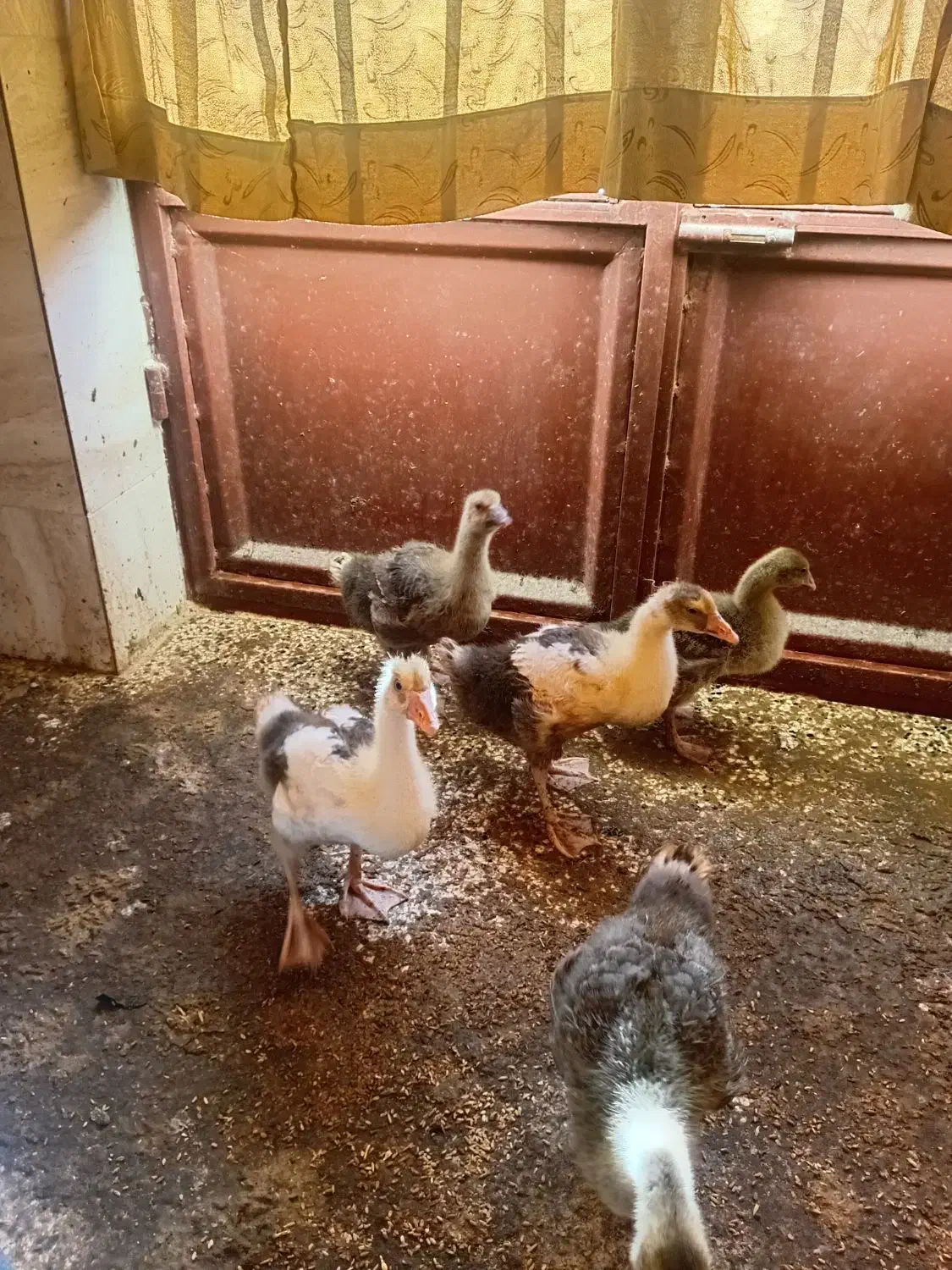 جوجه غاز محلی|حیوانات مزرعه|گمیشان, |دیوار