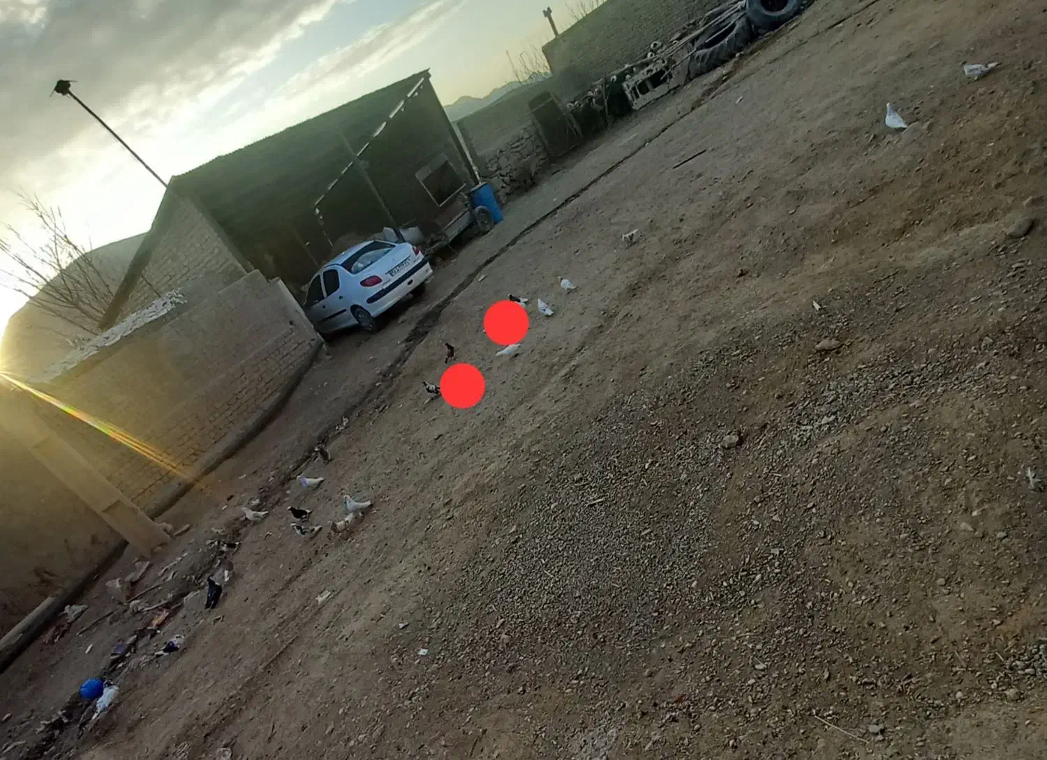 کبوتر|پرنده|بیرانوند, |دیوار