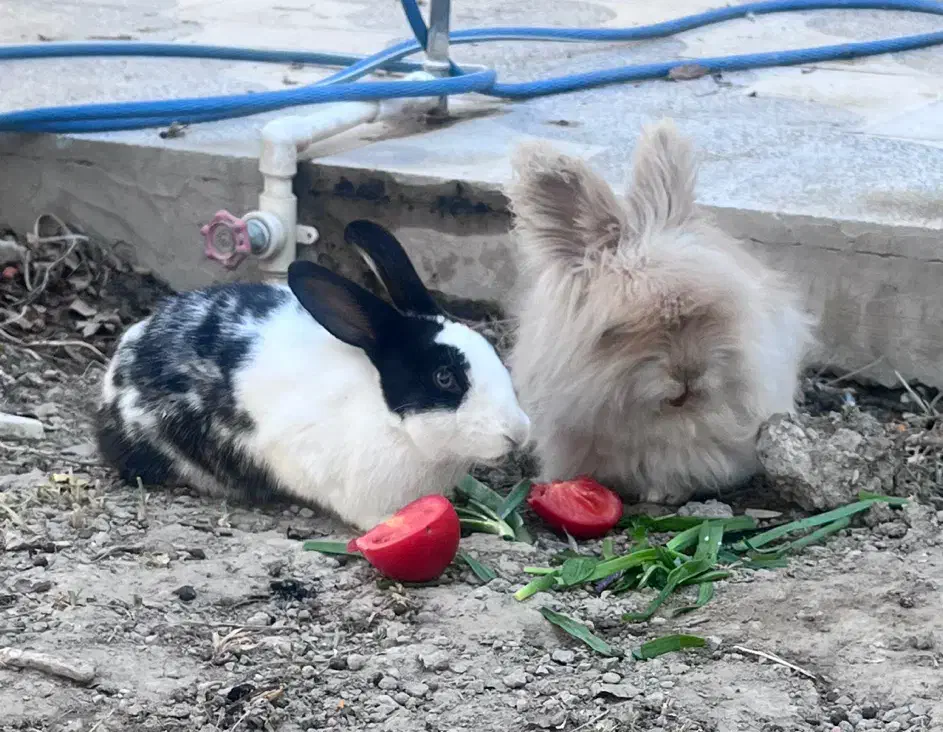 خرگوش جرسی|موش و خرگوش|خمینیشهر, |دیوار