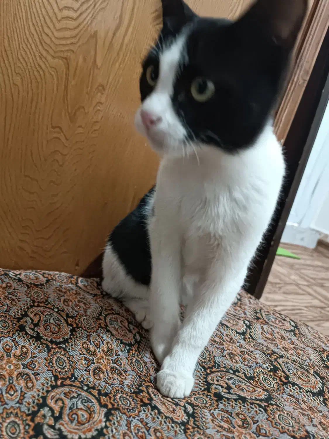 گربه خونگی بازیگوش|گربه|اردبیل, |دیوار