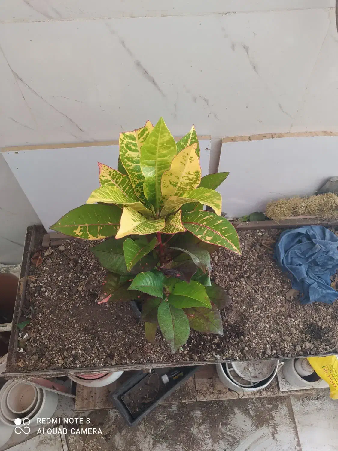 گل و گیاه کروتون|گل و گیاه طبیعی|اهواز, سیصد دستگاه|دیوار