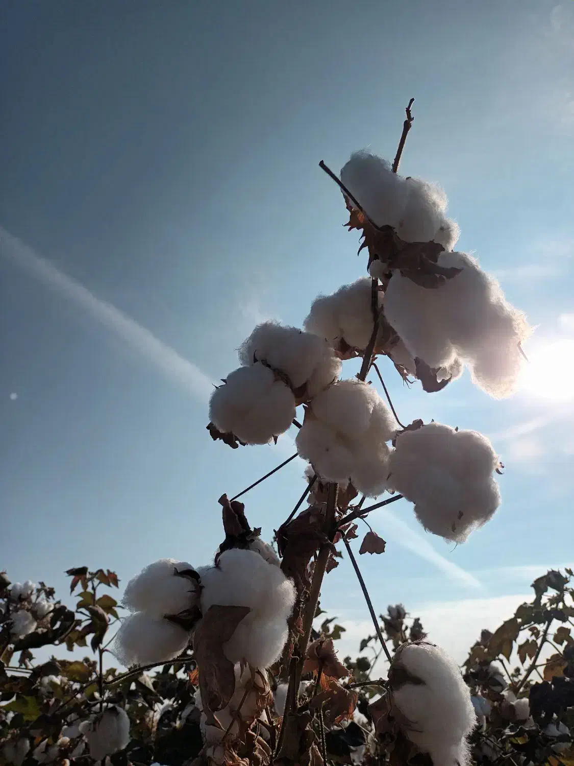 سرمایه گذاری|فعالیت داوطلبانه|بردسکن, |دیوار