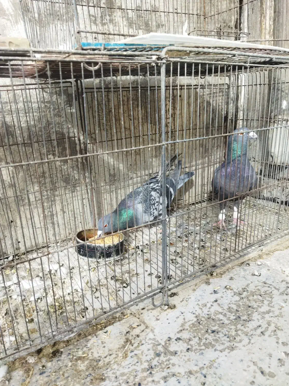 کبوتر گرفتنی نامور پلاکی|پرنده|همدان, |دیوار