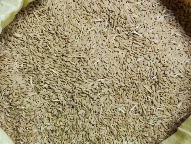 گندم|عمدهفروشی|کشاورز, |دیوار