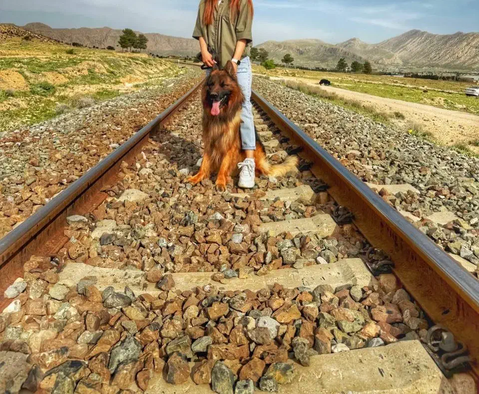 ۵قلاده ژرمن کینگ سایز|سگ|زرقان, |دیوار