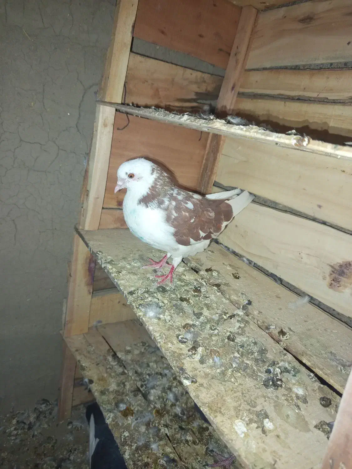 کبوتر|پرنده|حاجی آباد, |دیوار