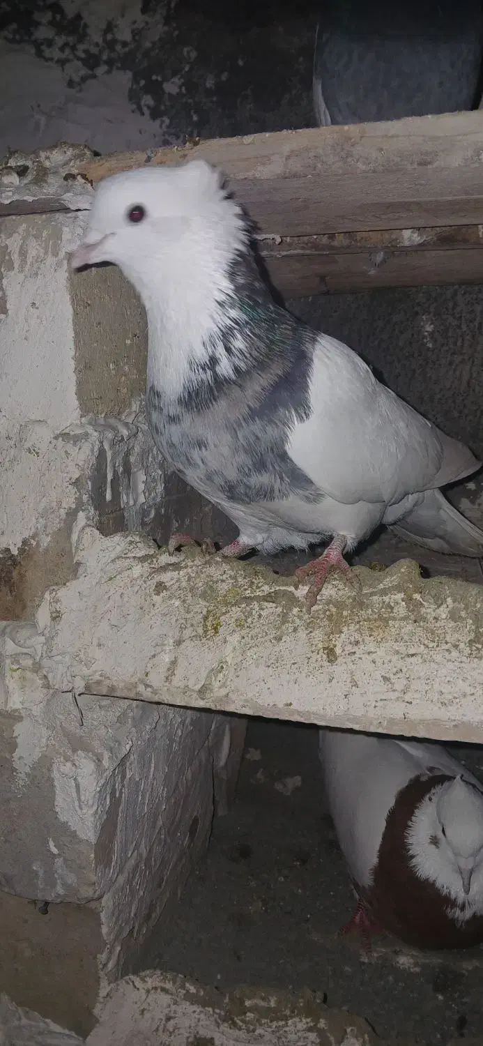 طوقی|پرنده|کبودرآهنگ, |دیوار