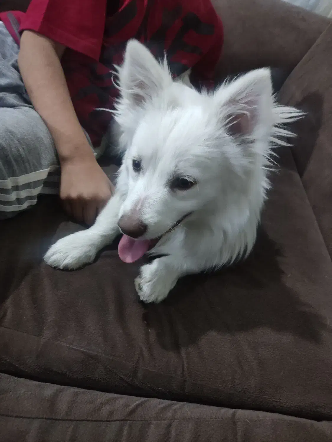 پا کوتاه|سگ|جیرفت, |دیوار