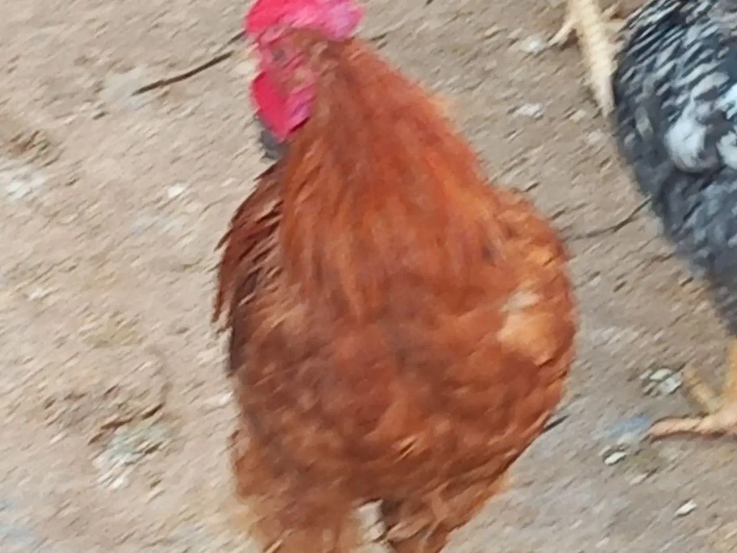 تعدادی خوروس بفروش میرسد|حیوانات مزرعه|پیشوا, |دیوار