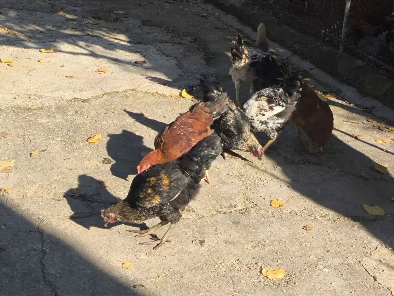 خروس نیمچه|حیوانات مزرعه|سورک, |دیوار