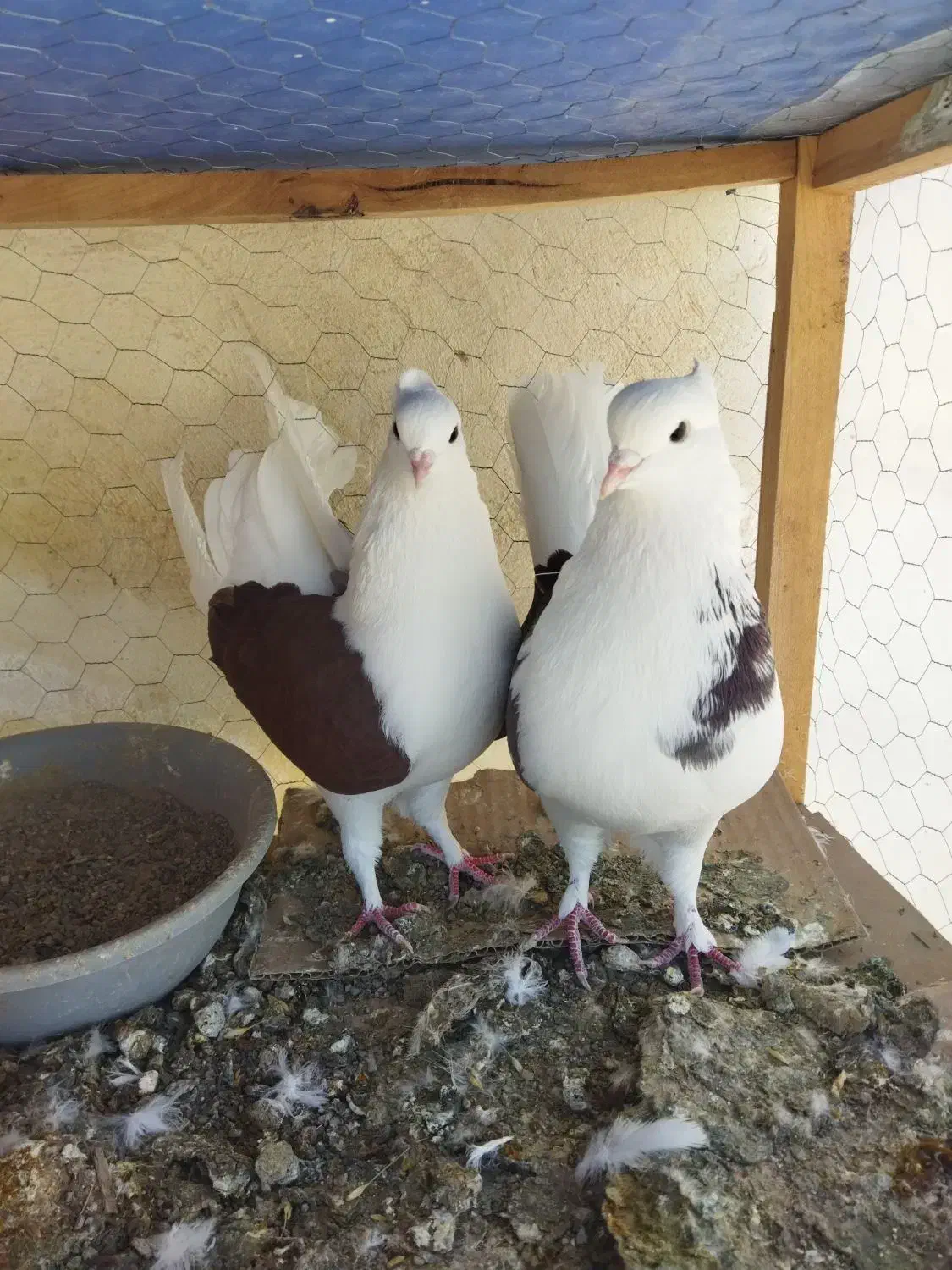 یک جفت دوبال سرخ آس|پرنده|فاضل آباد, |دیوار