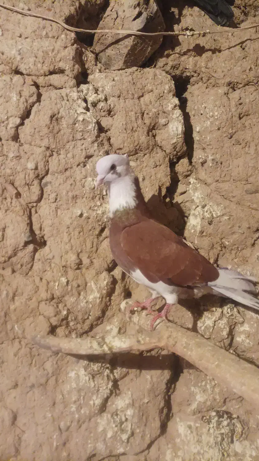 صید شده|پرنده|اردبیل, |دیوار