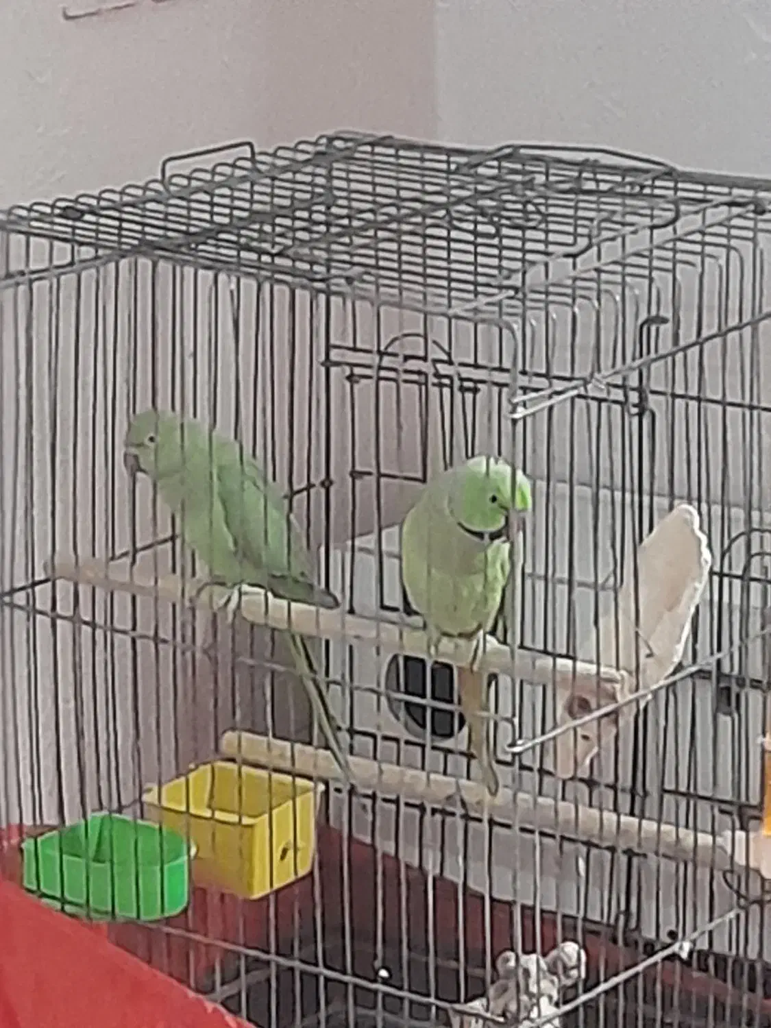 طوطی ملنگو|پرنده|بندر امام خمینی, |دیوار