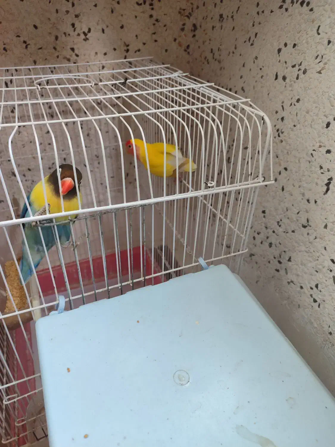 طوطی برزیلی نر ماده|پرنده|اردبیل, |دیوار