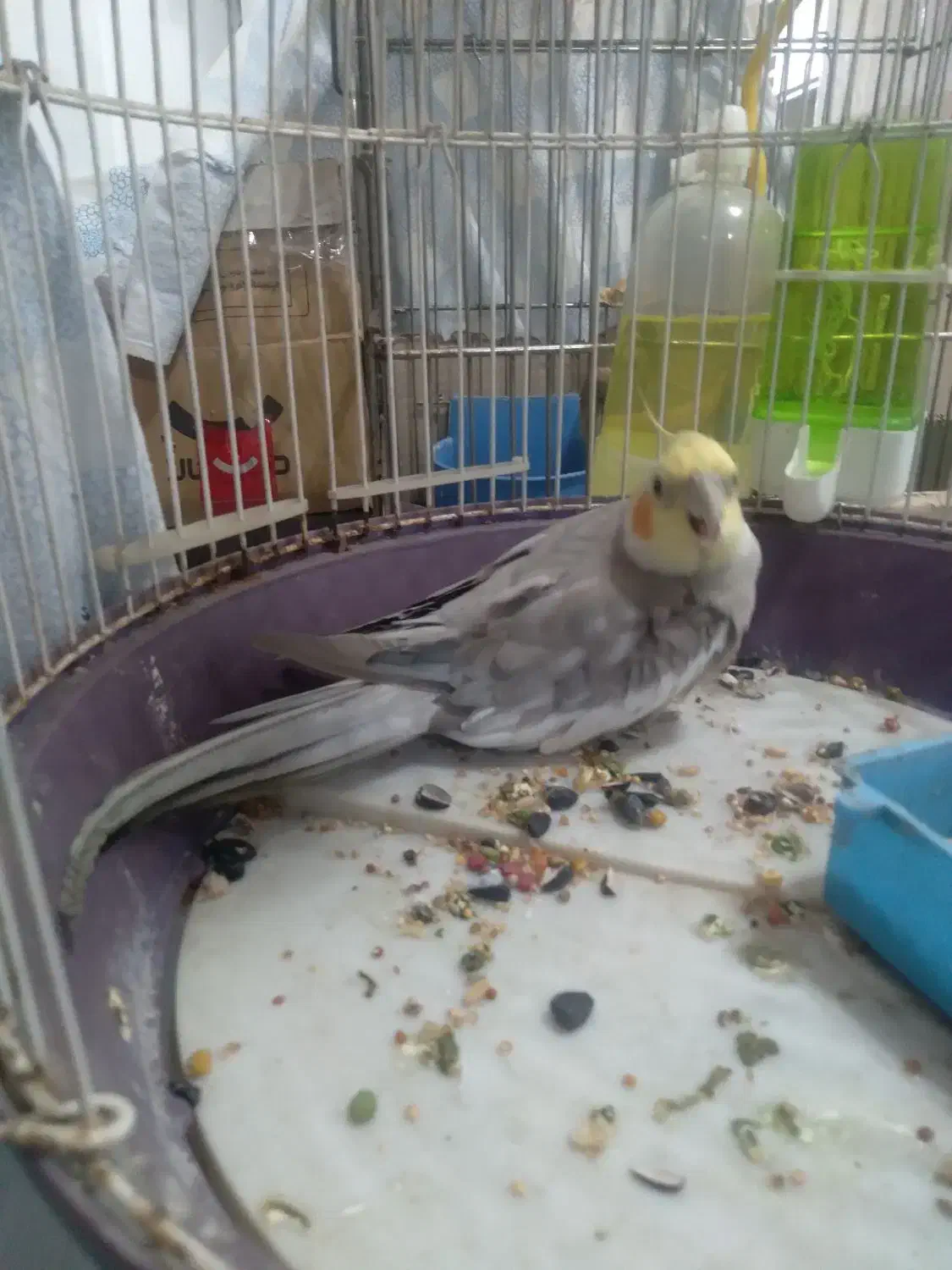 طوطی بیار خوب|پرنده|رشت, رودباری|دیوار