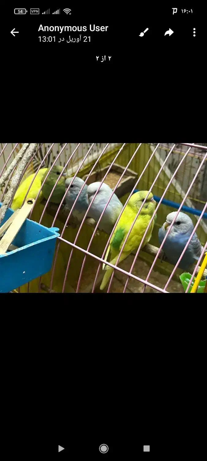 مرغ عشق|پرنده|آزادشهر, |دیوار