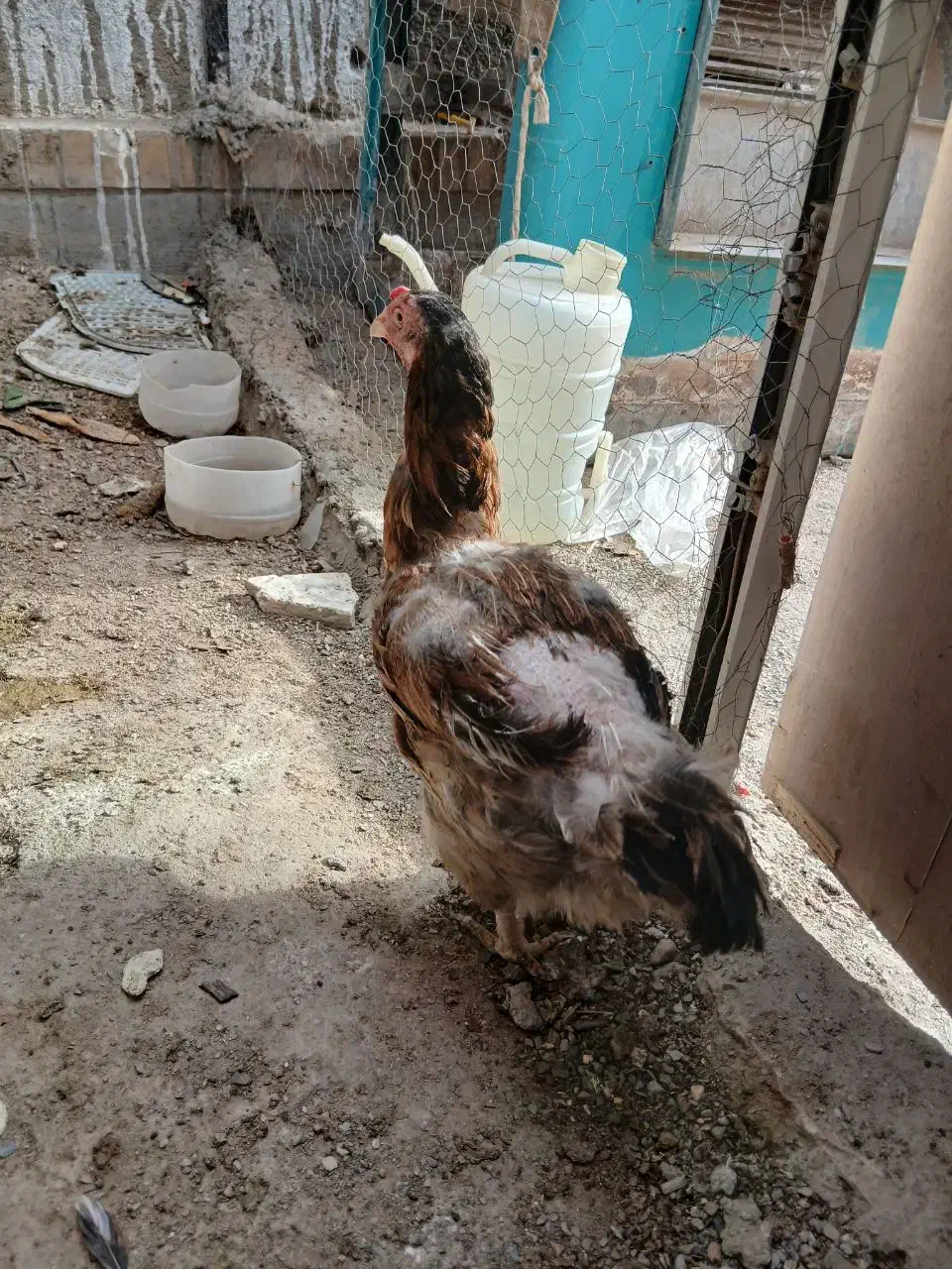 مرغ معاوضه با خروس|حیوانات مزرعه|زاهدان, |دیوار