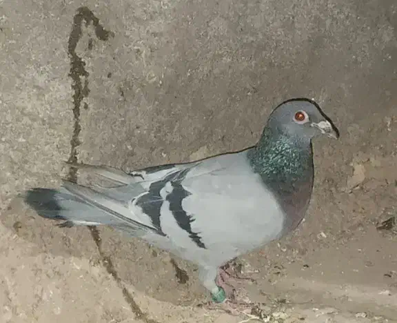 4عدد حیون فروشی|پرنده|تیمور آباد, |دیوار