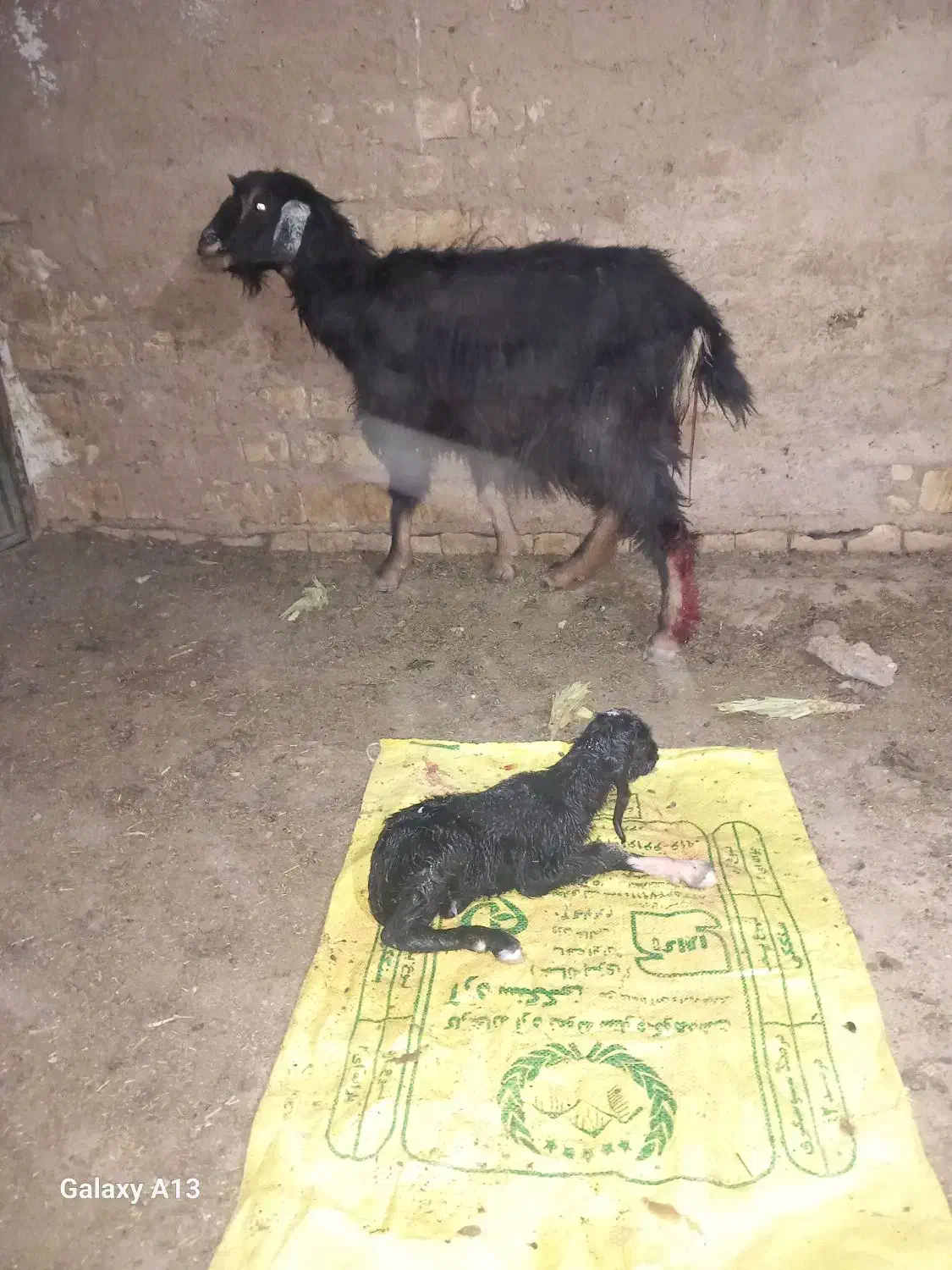 بز و بزغاله|حیوانات مزرعه|کوهدشت, |دیوار