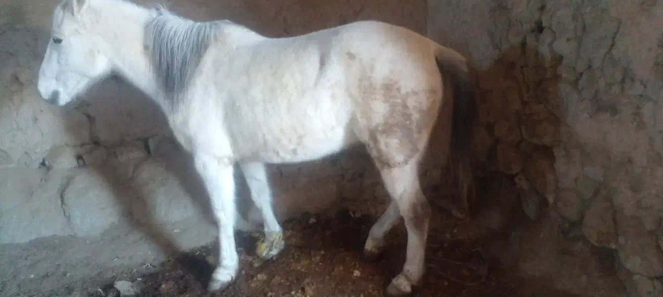 اسب محلی|اسب و تجهیزات اسب‌سواری|قوشخانه, |دیوار