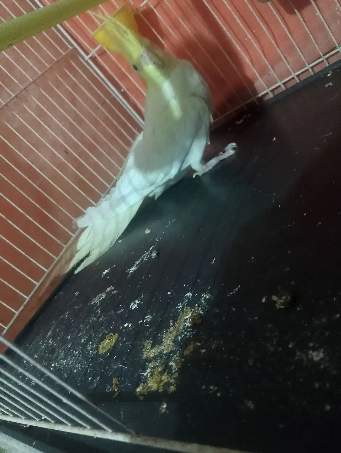 عروس هلندیی|پرنده|تربت‌حیدریه, ترمینال|دیوار