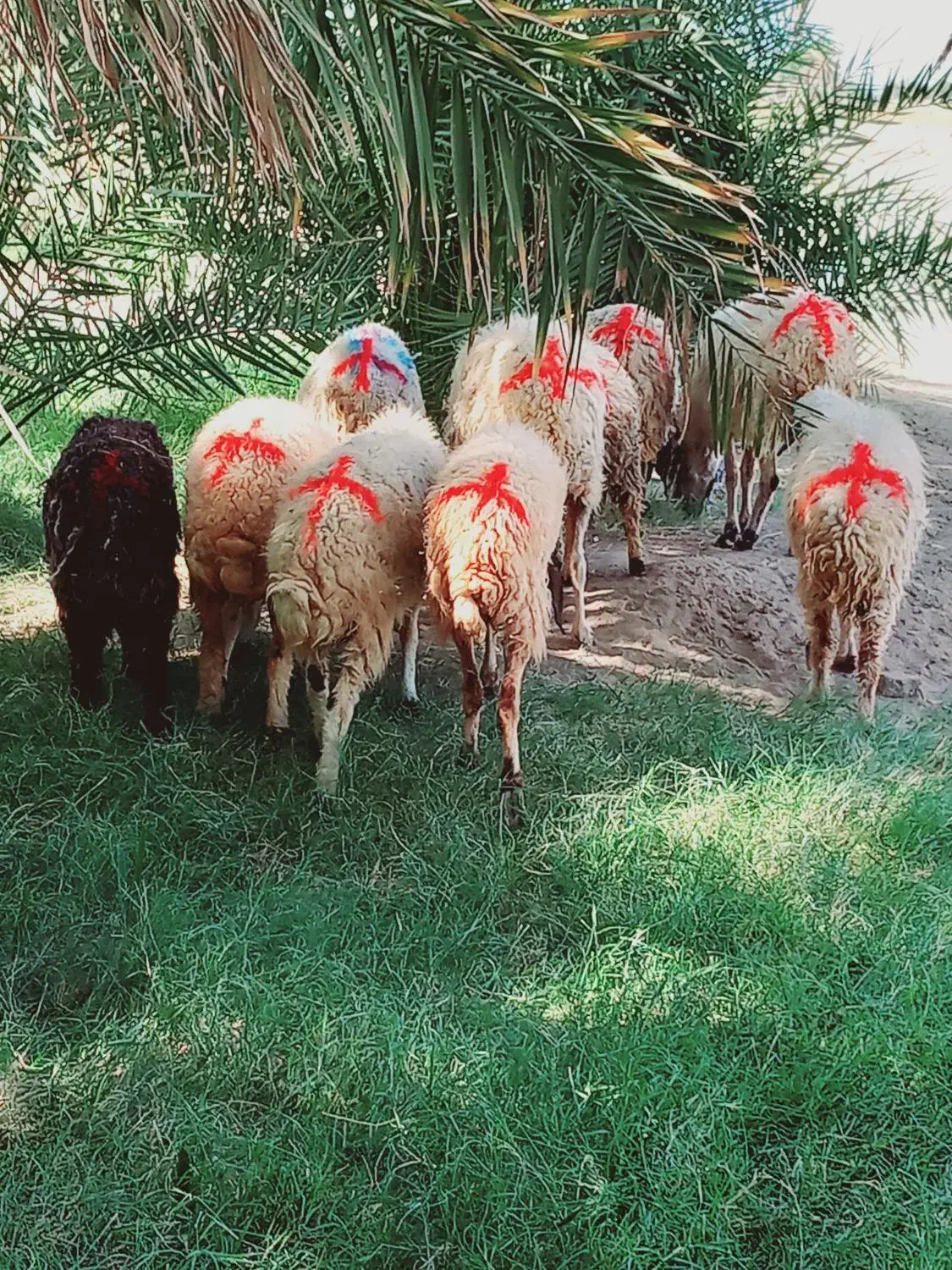 میش جوان مناسب|حیوانات مزرعه|جیرفت, |دیوار