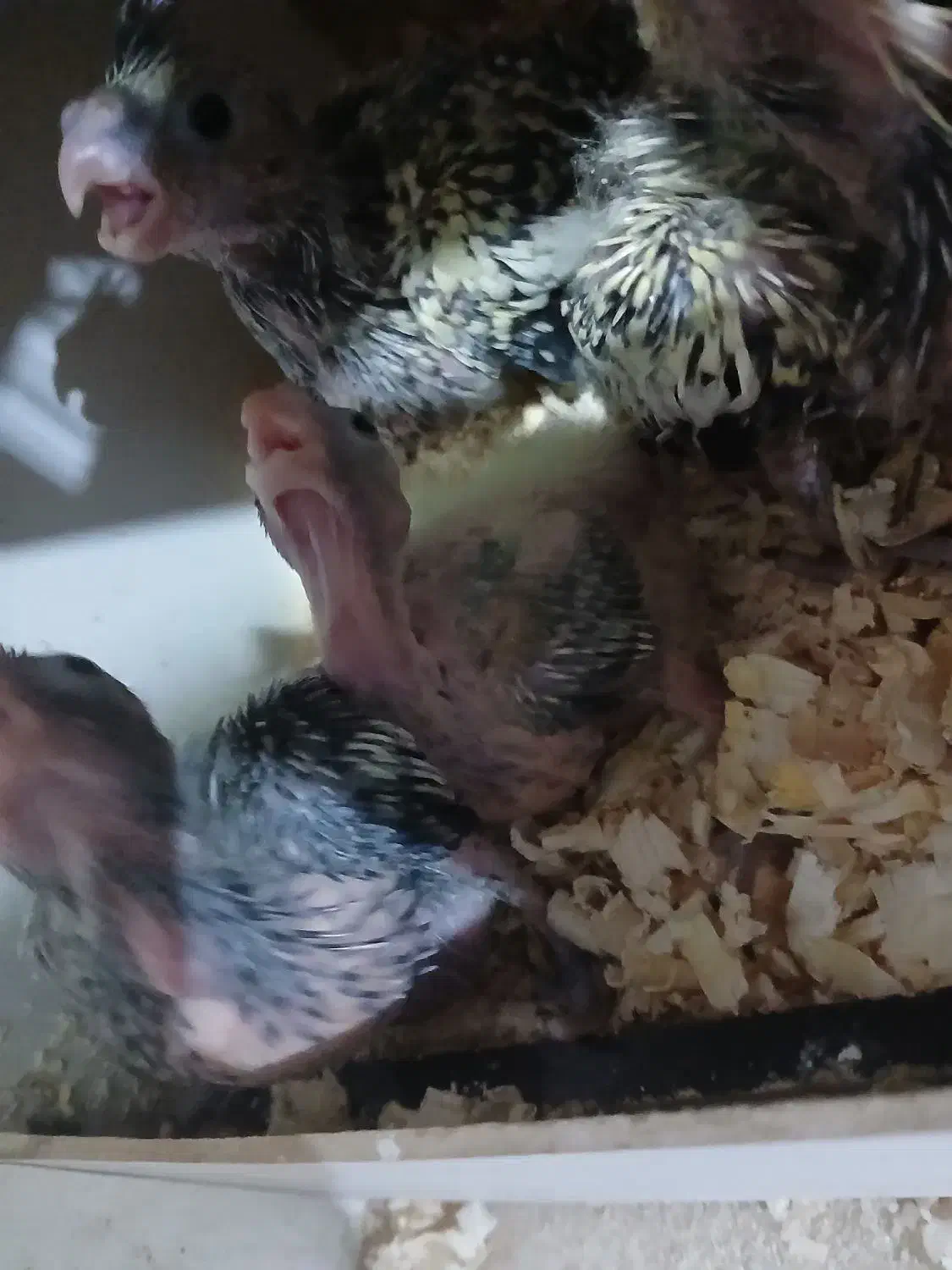 جوجه عروس هلندی سرلاکی|پرنده|مشکیندشت, |دیوار