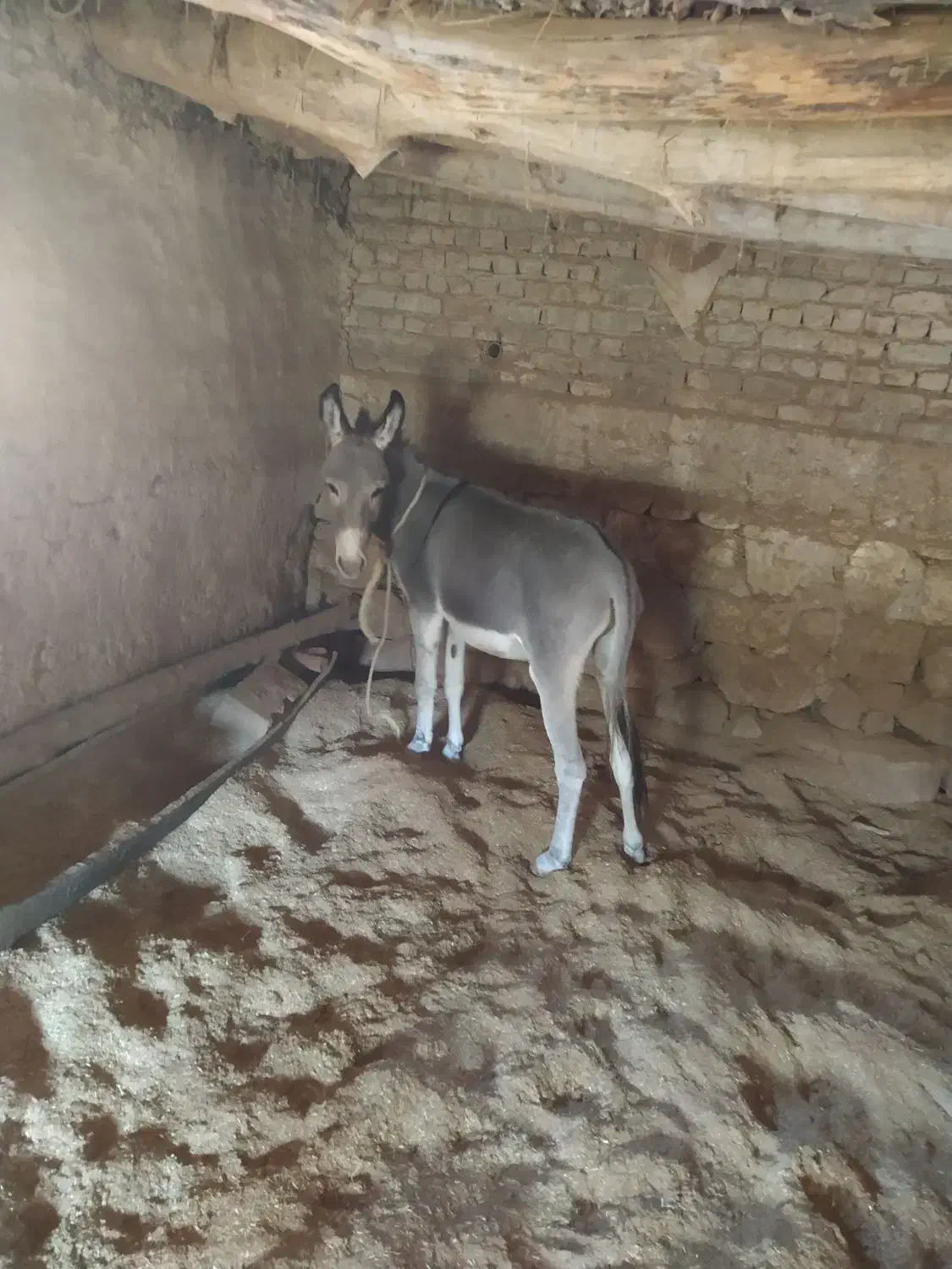 الاغ|حیوانات مزرعه|بجنورد, |دیوار