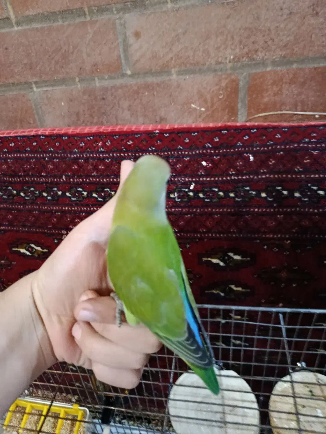 دو عدد کوتوله تازه دون خور شده|پرنده|شهرکرد, |دیوار