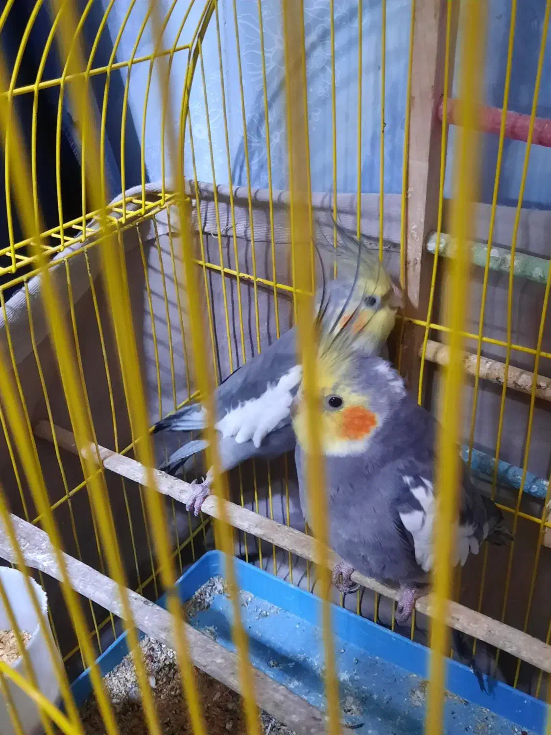 عروس هلندی|پرنده|الوند, |دیوار