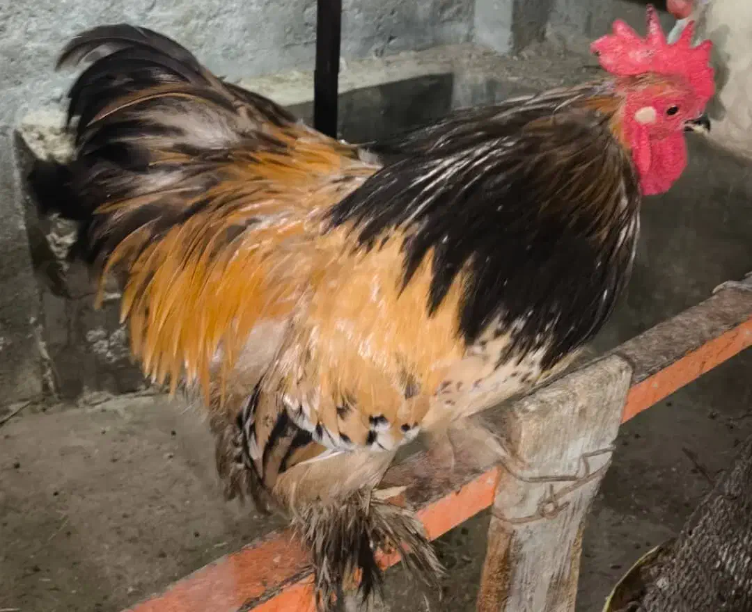 خروس کوشین|حیوانات مزرعه|درگهان, |دیوار