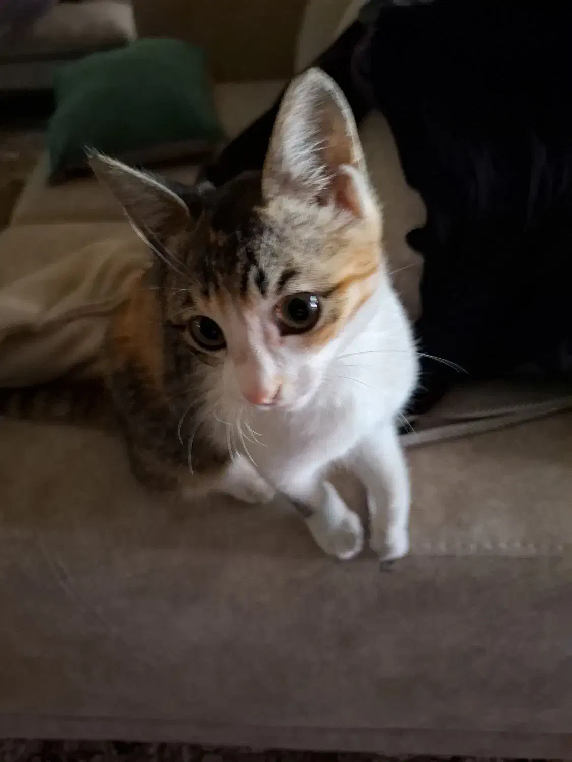 واگذاری گربه خانگی|گربه|علیآباد کتول, |دیوار