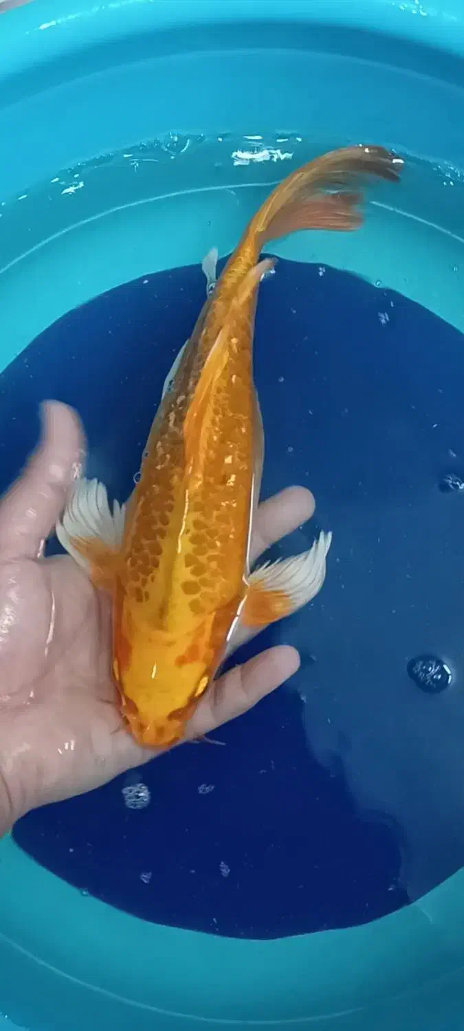 ماهی کوی مولد باله بلند|ماهی|یزد, |دیوار