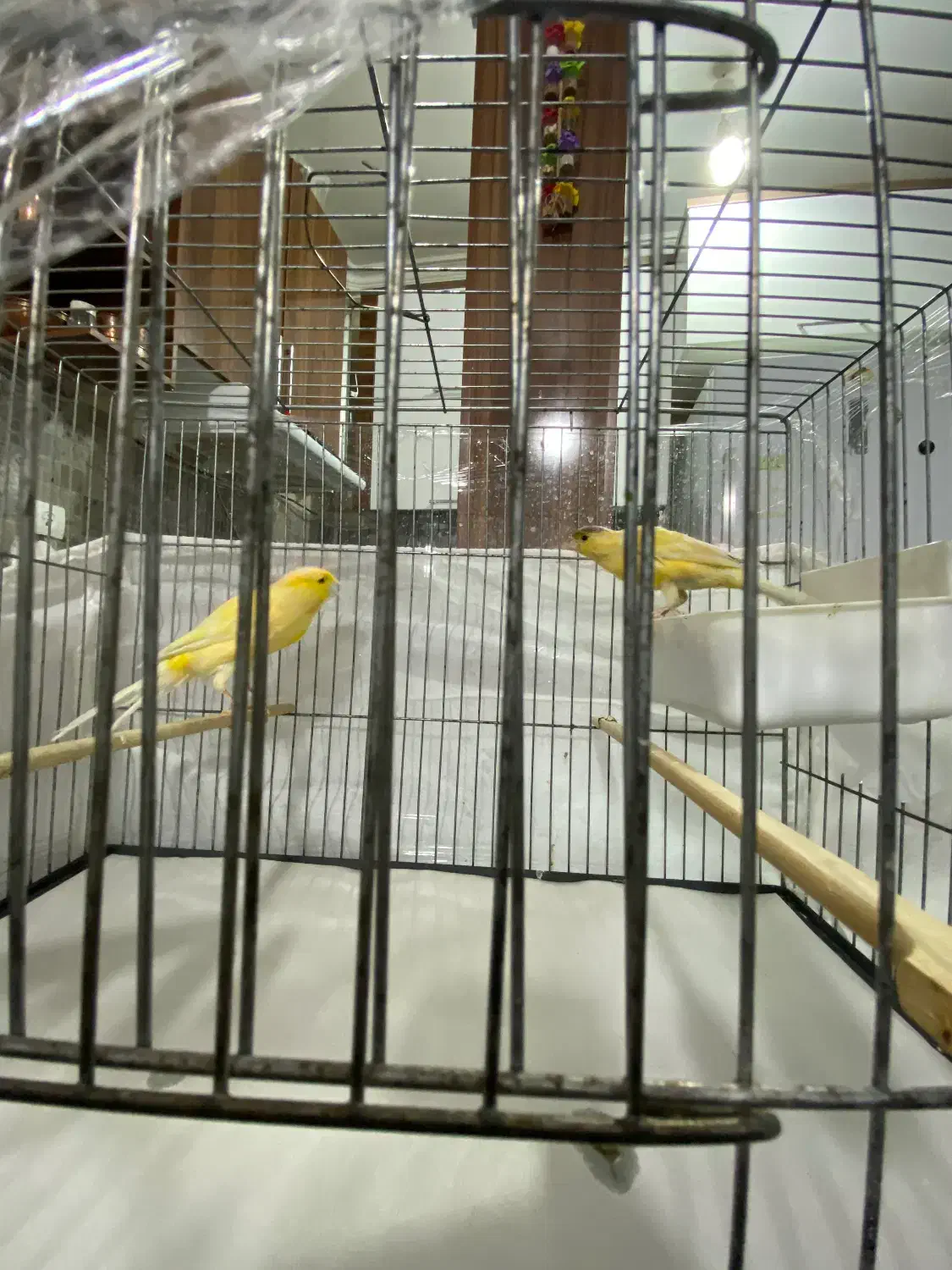 قناری|پرنده|زنجان, |دیوار