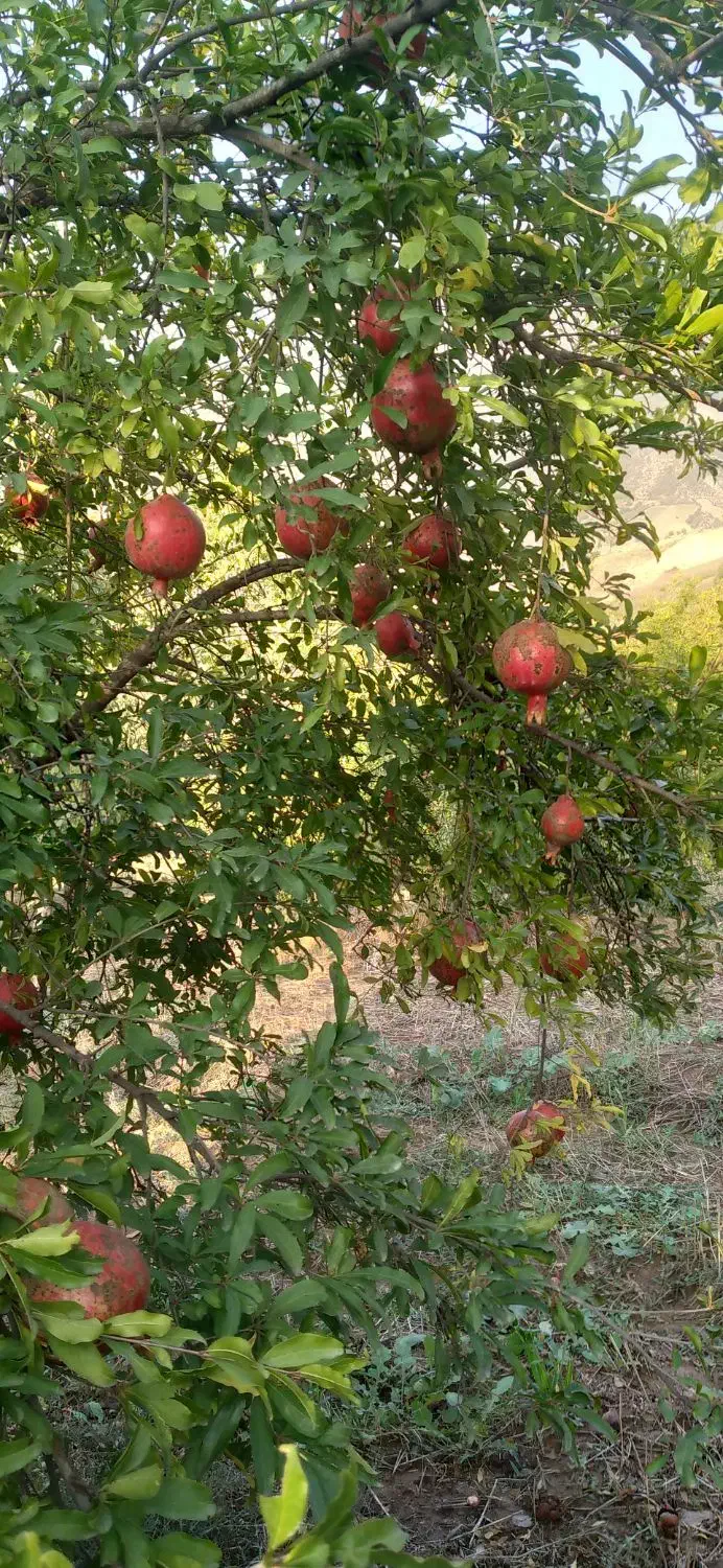 انار بجستان|خوردنی و آشامیدنی|رامیان, |دیوار
