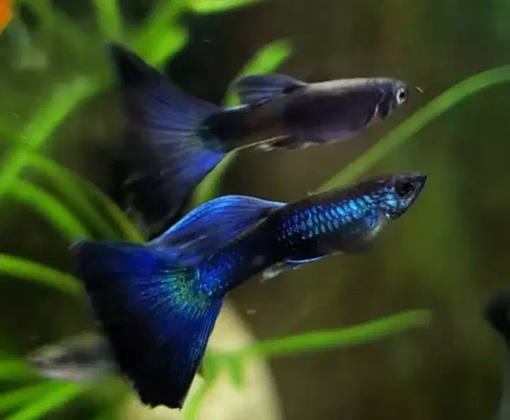 ماهی گوپی باکیفیت تیراژ|ماهی|مشهد, وکیلآباد|دیوار