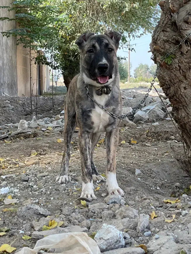 واگذاری توله خراسانی ۷ ماهه|سگ|ورامین, ورامین|دیوار