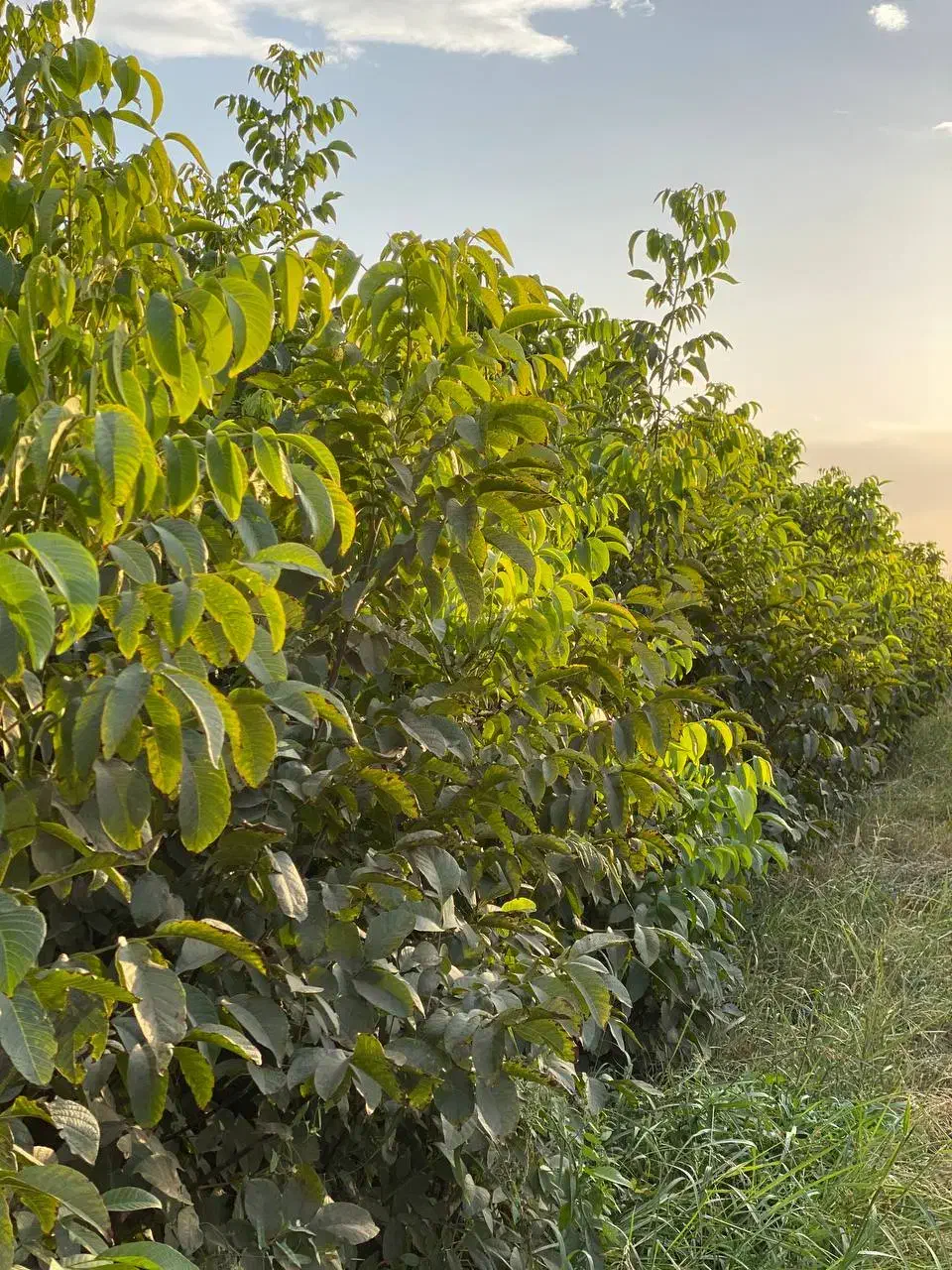 نهال پر کیفت و با تضمین|خدمات باغبانی و درختکاری|سنگر, |دیوار