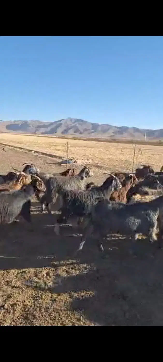 بزداشتی|حیوانات مزرعه|اقلید, |دیوار