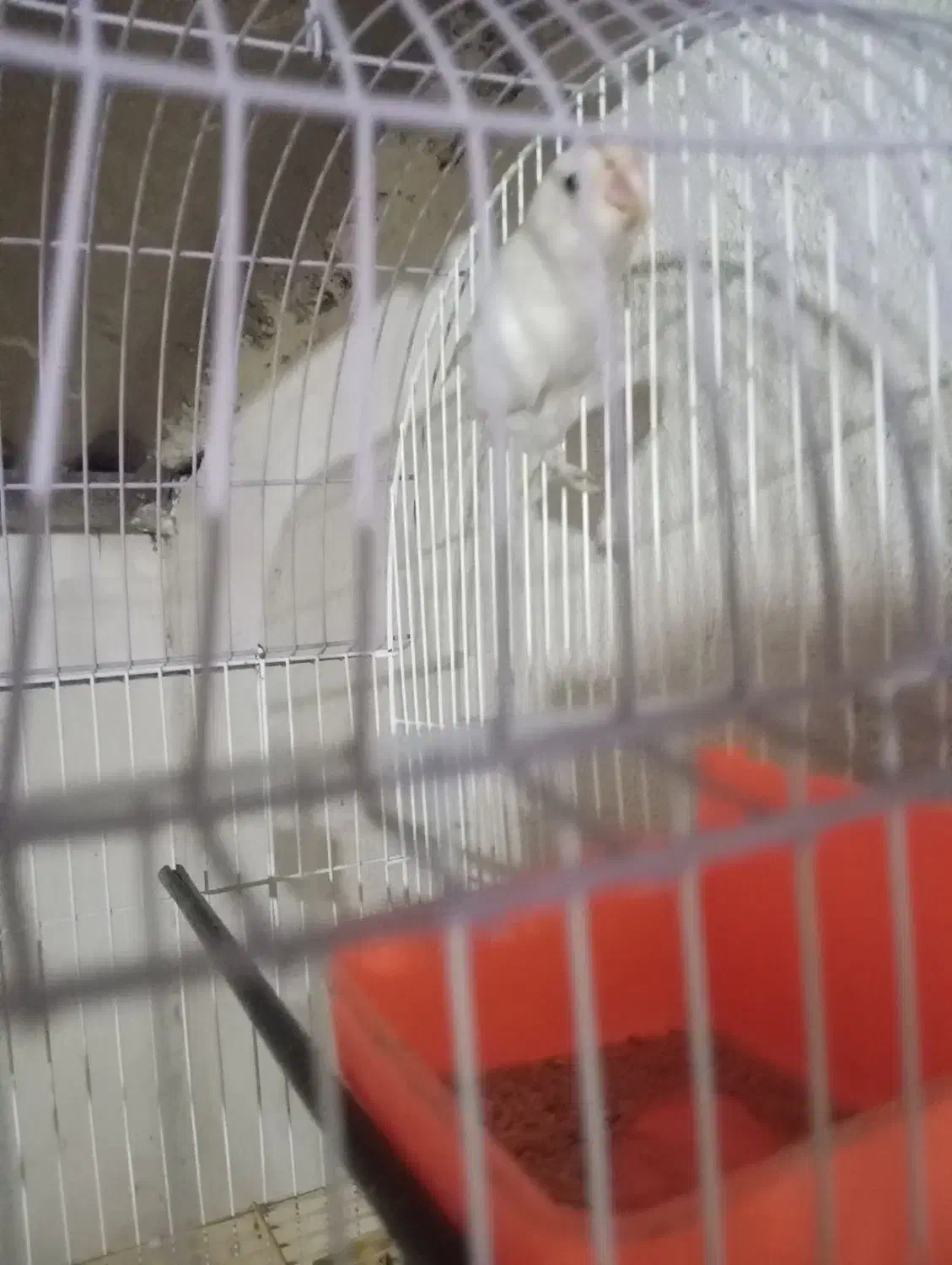 کوتوله ماده|پرنده|چابهار, |دیوار